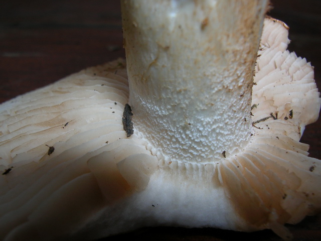 Dubbi su Hebeloma sinapizans